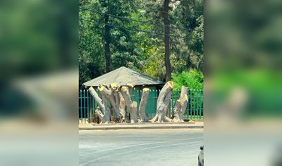 بيان صادر عن وزارة الزراعة:  توضح أنها لم تصدر أي ترخيص لقطع الأشجار في منطقة سن الفيل